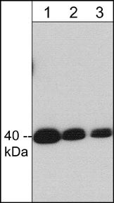 Crk Antibody in Western Blot (WB)