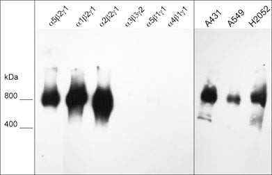 Laminin beta-2/gamma-1 Antibody in Western Blot (WB)