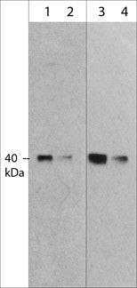 MURF1 Antibody in Western Blot (WB)