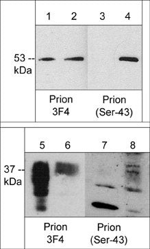 PrP Antibody in Western Blot (WB)