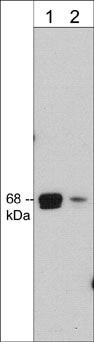 A-Raf Antibody in Western Blot (WB)