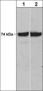 c-Raf Antibody in Western Blot (WB)