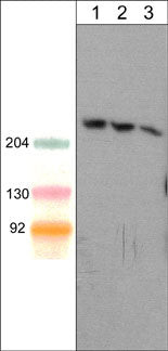 SHANK1 Antibody in Western Blot (WB)