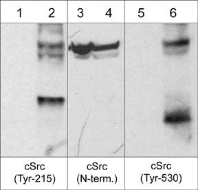 SRC Antibody in Western Blot (WB)