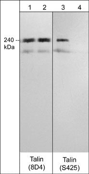 Talin Antibody in Western Blot (WB)