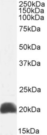 IL-18 Chimeric Antibody in Western Blot (WB)