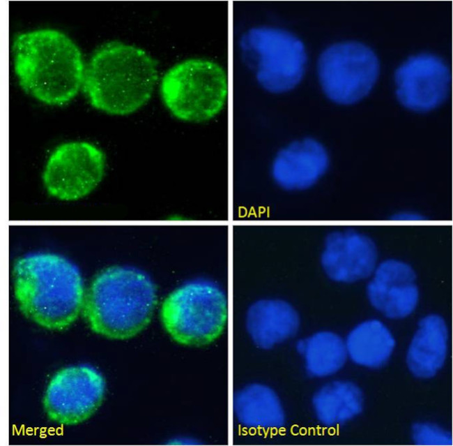 CD2 Chimeric Antibody in Immunocytochemistry (ICC/IF)