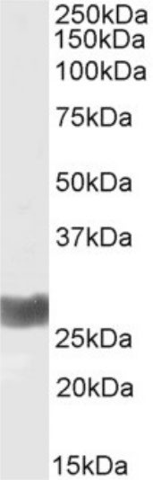 IFN gamma Chimeric Antibody in Western Blot (WB)