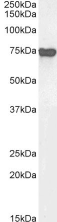 AFP Chimeric Antibody in Western Blot (WB)