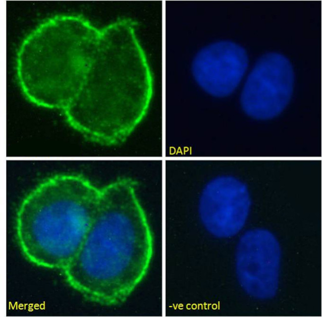 MUC1 Chimeric Antibody in Immunocytochemistry (ICC/IF)