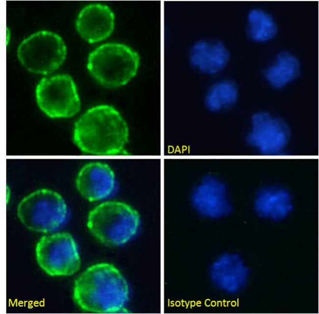 CD37 Chimeric Antibody in Immunocytochemistry (ICC/IF)