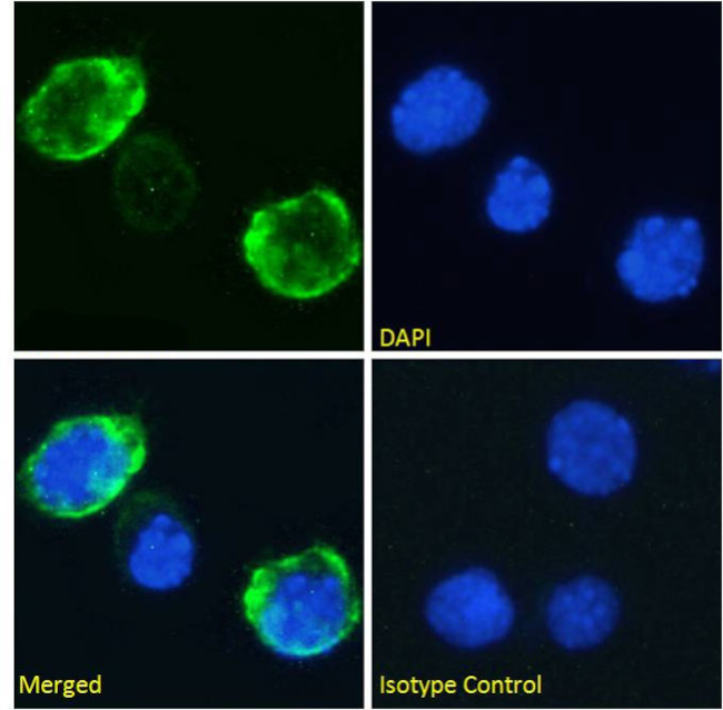 CD7 Chimeric Antibody in Immunocytochemistry (ICC/IF)