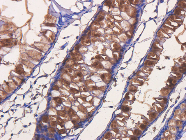 Satumomab Antibody in Immunohistochemistry (PFA fixed) (IHC (PFA))