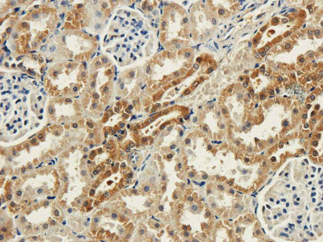 Syntaxin 1 Antibody in Immunohistochemistry (PFA fixed) (IHC (PFA))