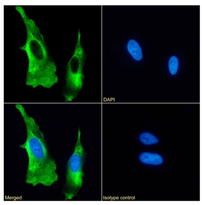 CD44 Antibody in Immunocytochemistry (ICC/IF)