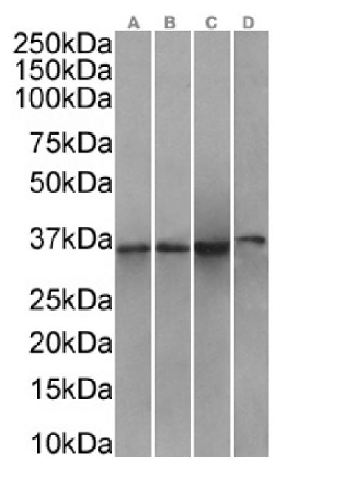 Annexin A1 Antibody in Western Blot (WB)