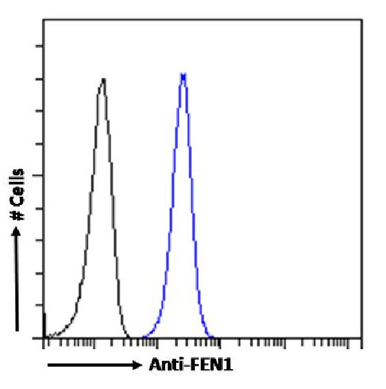 FEN1 Antibody in Flow Cytometry (Flow)