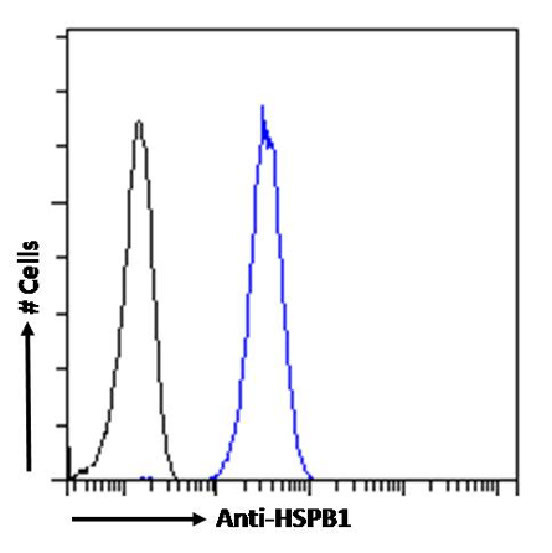 HSP27 Antibody in Flow Cytometry (Flow)