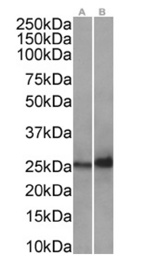 HSP27 Antibody in Western Blot (WB)