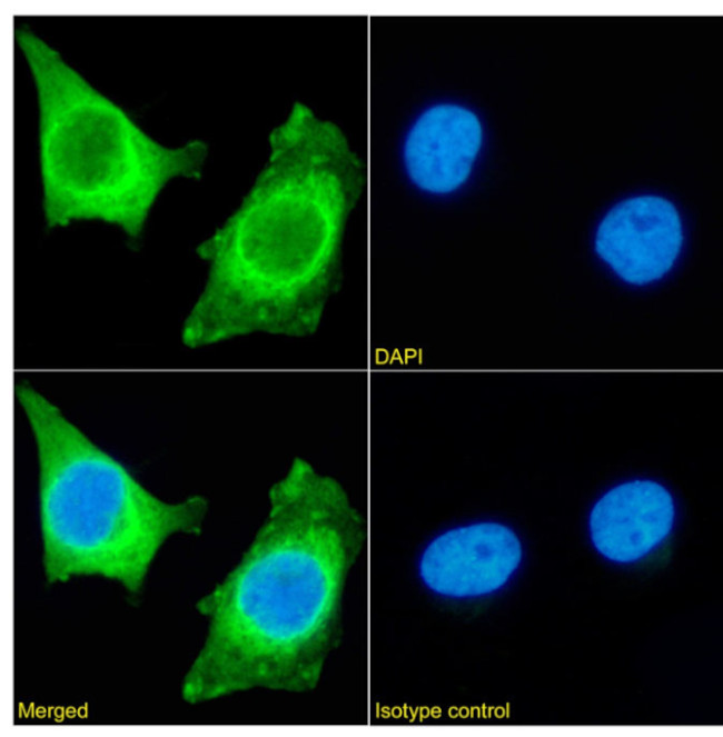 HSP27 Antibody in Immunocytochemistry (ICC/IF)