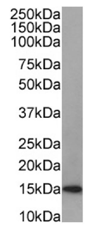 Galectin 1 Antibody in Western Blot (WB)