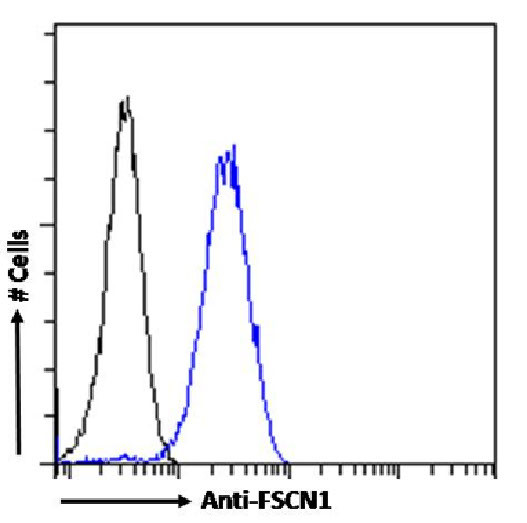 Fascin Antibody in Flow Cytometry (Flow)