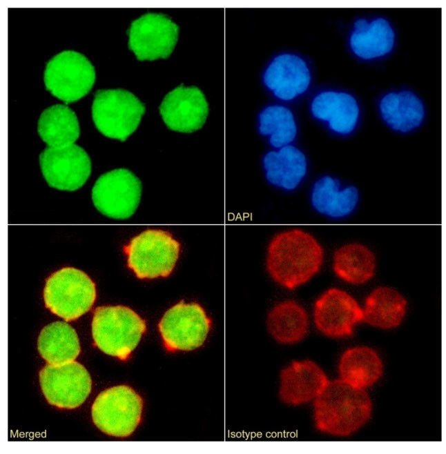 UBC9 Antibody in Immunocytochemistry (ICC/IF)