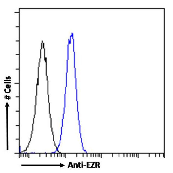 Ezrin Antibody in Flow Cytometry (Flow)