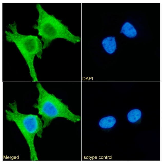 PRDX4 Antibody in Immunocytochemistry (ICC/IF)