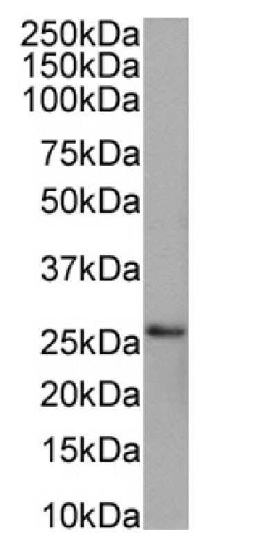 PRDX4 Antibody in Western Blot (WB)