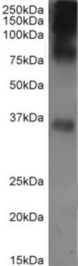 Rhodopsin Antibody in Western Blot (WB)