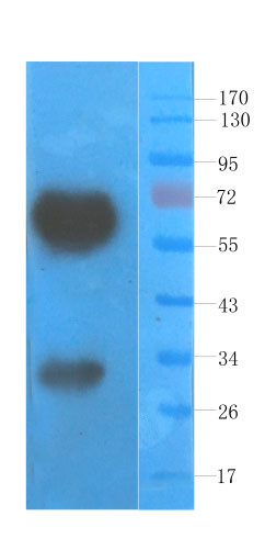 VEGF Antibody in Western Blot (WB)