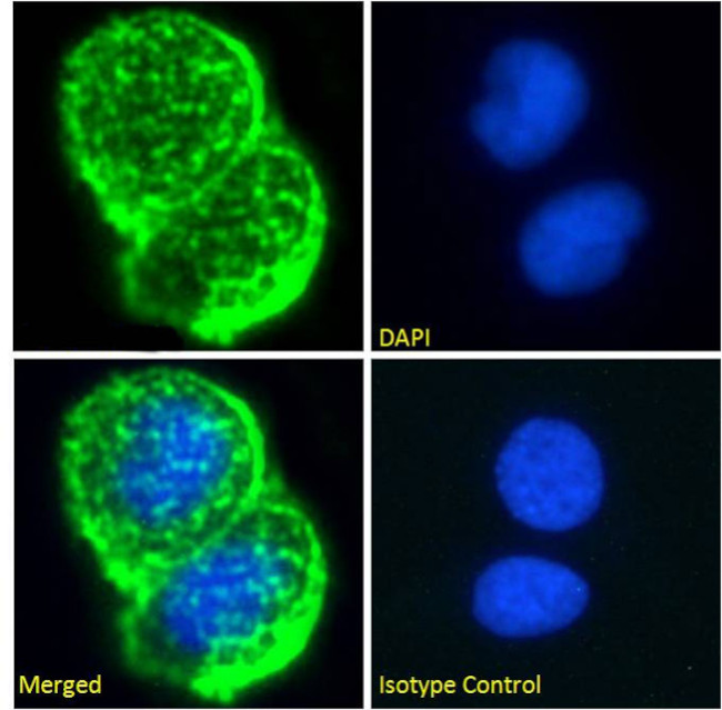 MUC1 Chimeric Antibody in Immunocytochemistry (ICC/IF)