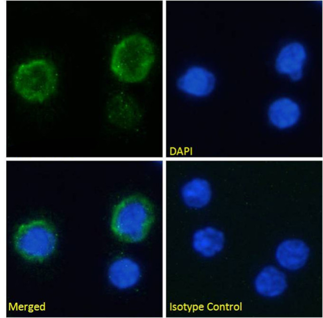 C3a Receptor Chimeric Antibody in Immunocytochemistry (ICC/IF)