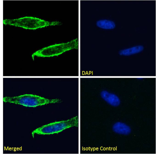 CD98 Antibody in Immunocytochemistry (ICC/IF)