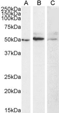 MMP14 Antibody in Western Blot (WB)