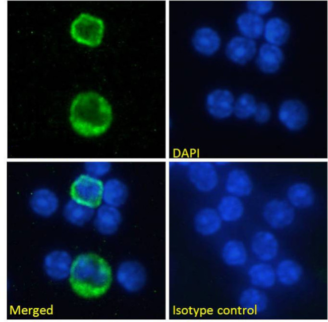 CD357 (AITR/GITR) Chimeric Antibody in Immunocytochemistry (ICC/IF)