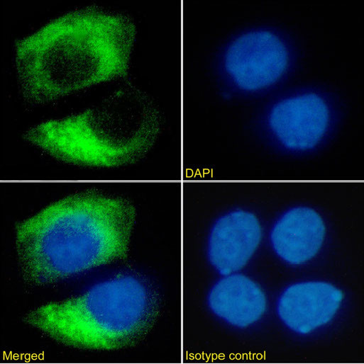 ErbB2 (HER-2) Antibody in Immunocytochemistry (ICC/IF)