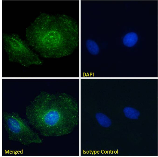 Paxillin Chimeric Antibody in Immunocytochemistry (ICC/IF)