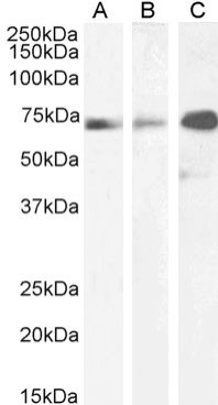 Paxillin Chimeric Antibody in Western Blot (WB)