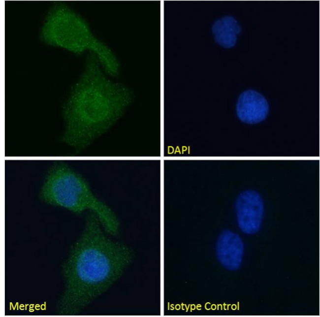 Cardiac Troponin I Chimeric Antibody in Immunocytochemistry (ICC/IF)