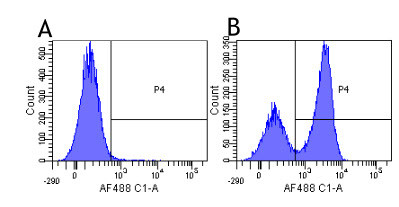 SIRP beta/gamma Chimeric Antibody in Flow Cytometry (Flow)