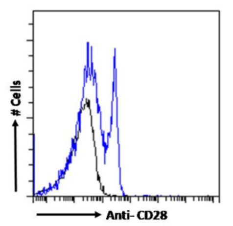 CD28 Antibody in Flow Cytometry (Flow)