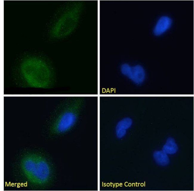 BACE2 Chimeric Antibody in Immunocytochemistry (ICC/IF)