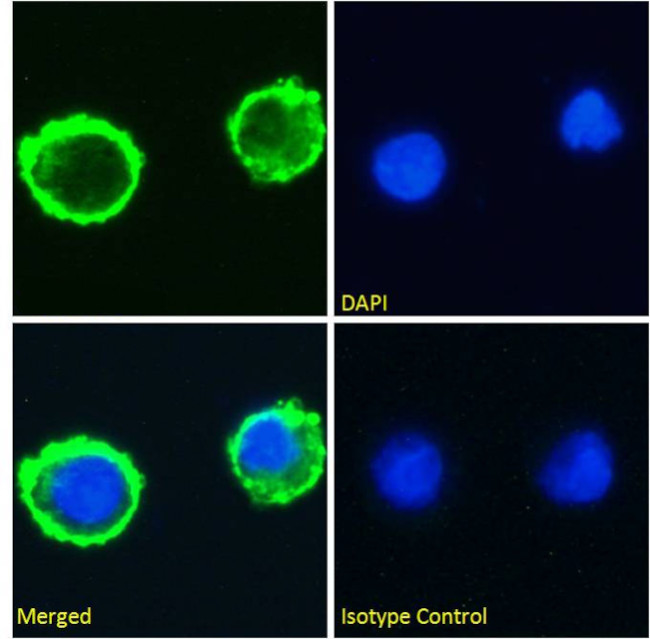 Lewis Y Chimeric Antibody in Immunocytochemistry (ICC/IF)