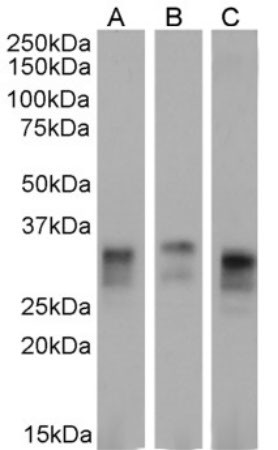 PrP Chimeric Antibody in Western Blot (WB)