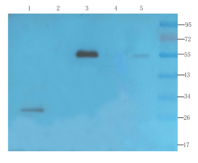 VEGF Antibody in Western Blot (WB)