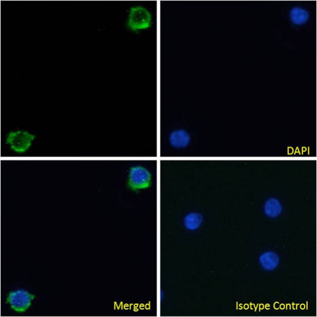 Integrin beta 7 Chimeric Antibody in Immunocytochemistry (ICC/IF)