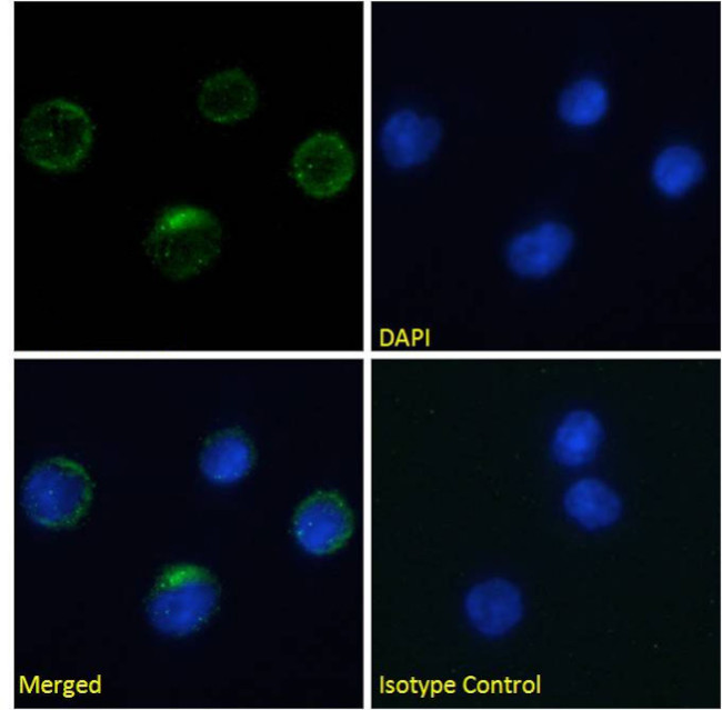 Integrin beta 7 Chimeric Antibody in Immunocytochemistry (ICC/IF)