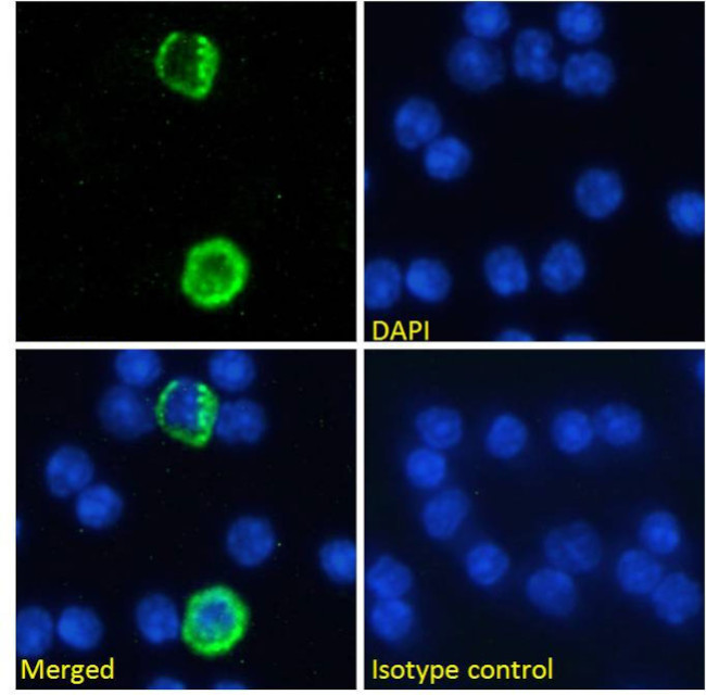 GITRL Chimeric Antibody in Immunocytochemistry (ICC/IF)